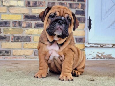 Female english bulldog *SOLD*