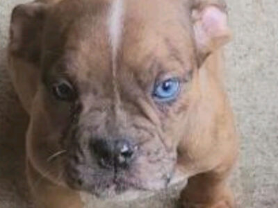 Olde English Bulldogge Blue Ribbon female Sable me