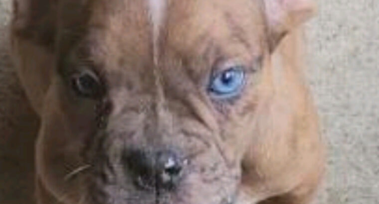 Olde English Bulldogge Blue Ribbon female Sable me