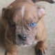 Olde English Bulldogge Blue Ribbon female Sable me