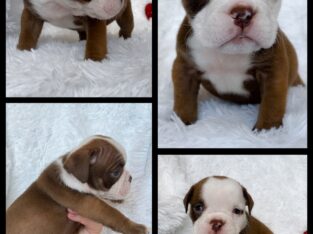 GORGEOUS Male & Female OEB Pups Available!