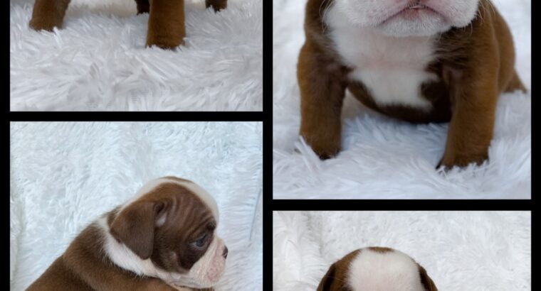 GORGEOUS Male & Female OEB Pups Available!