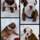 GORGEOUS Male & Female OEB Pups Available!