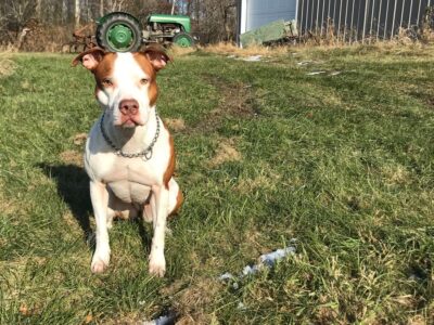 Purebred Bloodline Pitbull Puppies