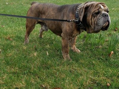 Olde English Bulldogge Stud