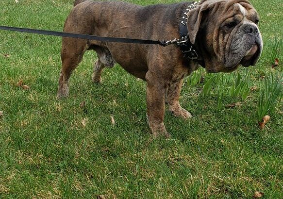 Olde English Bulldogge Stud