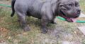 Micro Exotic American Bully Puppies For Sale