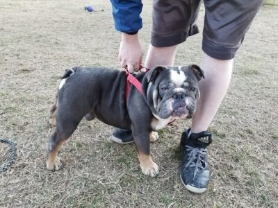 Blue Tri English Bulldog STUD