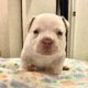 Exotic bully puppy male 3k