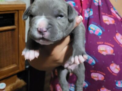 Pit bull puppy