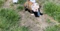 English bulldogs for sale in Wisconsin