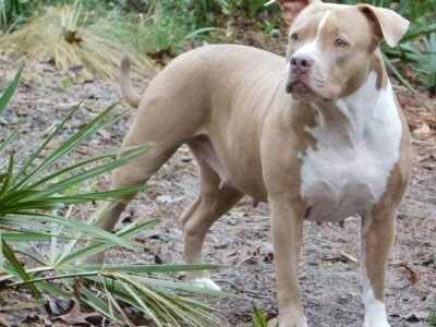 XL American Pit Bull Female