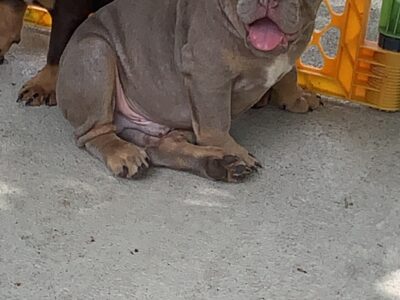 English Bulldog Puppy Lilac Male