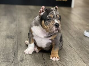 Exotic bully pup