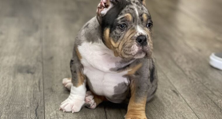 Exotic bully pup