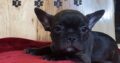 French Bulldog Puppys !!! 6 Left!