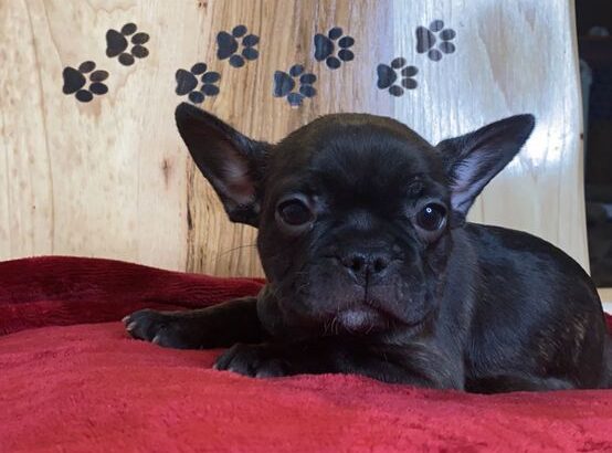 French Bulldog Puppys !!! 6 Left!