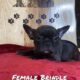 French Bulldog Puppys !!! 6 Left!