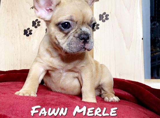 French Bulldog Puppys !!! 6 Left!