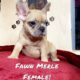 French Bulldog Puppys !!! 6 Left!