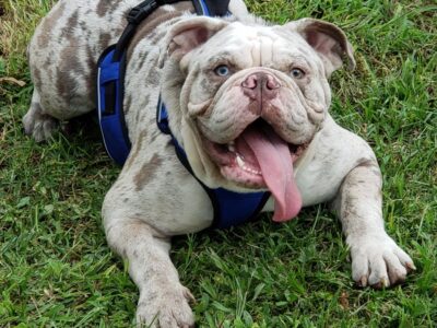 English Bulldog adult male for sell.