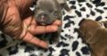 Exotic micro-pocket bullys UKC papers and ears cro