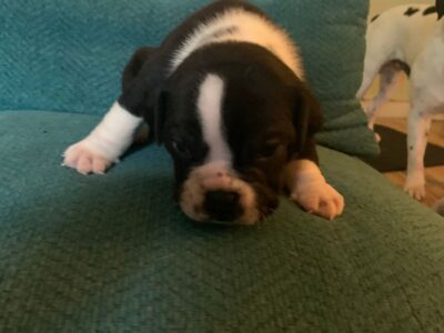 Generational Blue Tri Olde English Bulldogge Pups