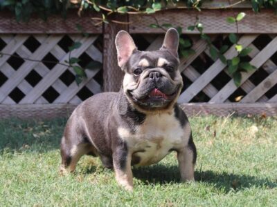 French Bulldog stud