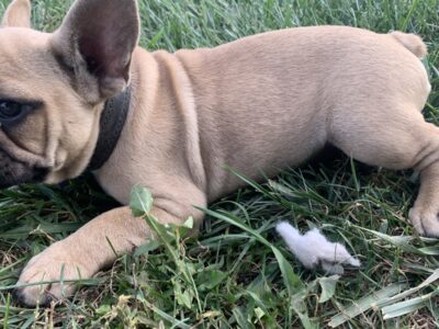 French bulldogs