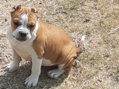 Exotic American Bully