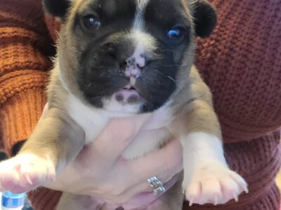 French bulldog mix puppy