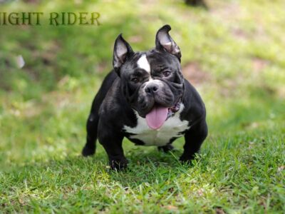 Micro Exotic bully