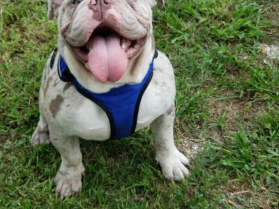 English Bulldog adult male for sell.