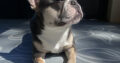 French Bulldog (Male) Merle Blue Tan – For Sale –