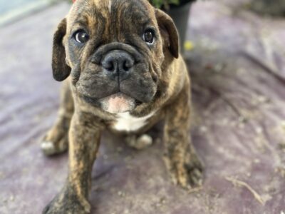 Olde English Bulldog puppies