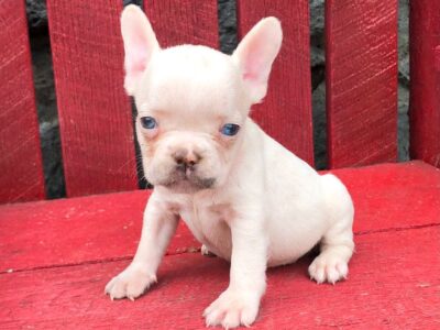 French bulldog pups available!