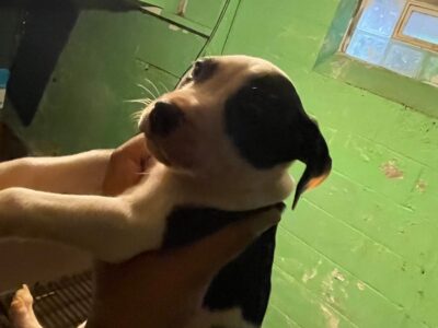 Pit Bull puppies for sale