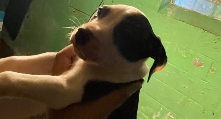 Pit Bull puppies for sale