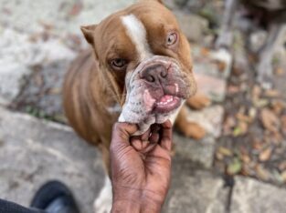 Merle Female exotic bully coming in heat