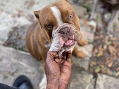 Merle Female exotic bully coming in heat