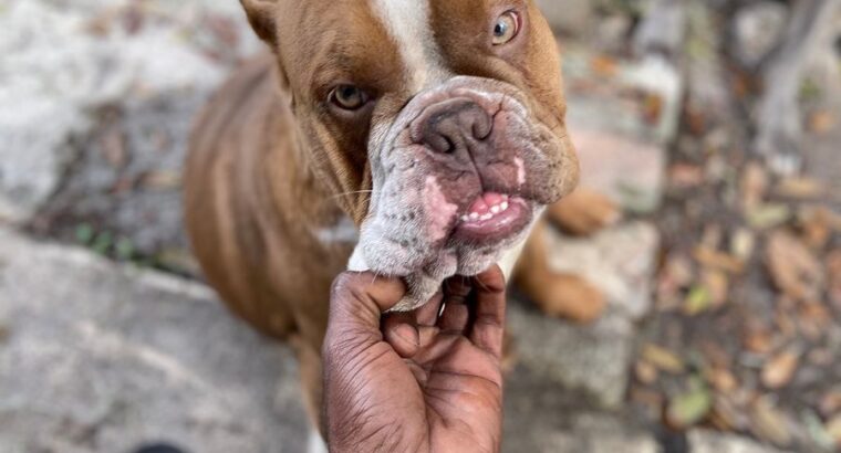 Merle Female exotic bully coming in heat