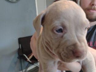 Red nose Pit bull puppies