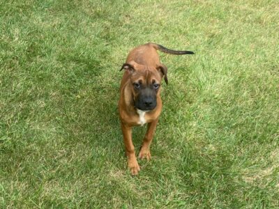 Cane Corso Pit Bull Puppy