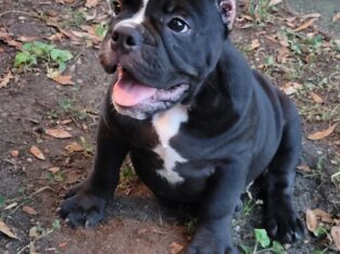 Exotic bully male