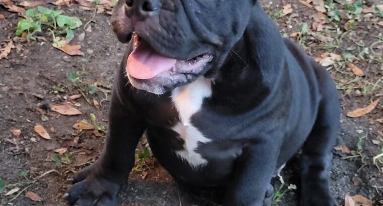 Exotic bully male