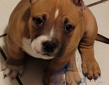 9 WEEK OLD FEMALE AMERICAN BULLY