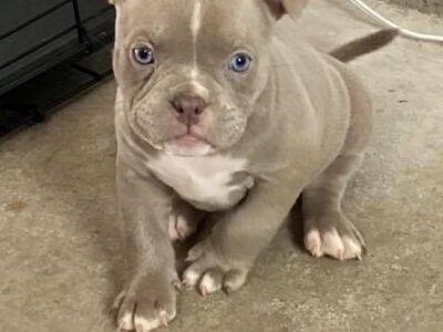 Exotic pocket American Bully