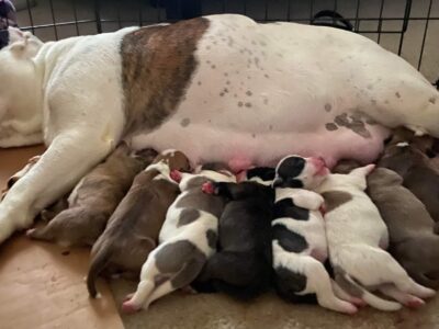 American Bullies – Litter Of 8