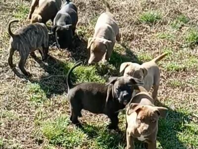 pitbull puppies