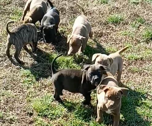 pitbull puppies